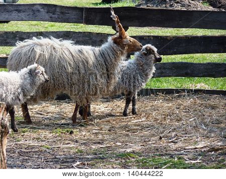The sheeps are waiting for the dinner