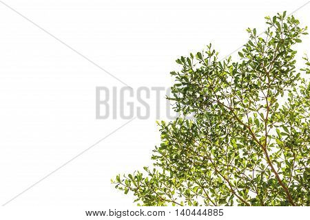 A photo of Green leaf on isolate white background Branch of Terminalia ivorensis Chev on isolate white background
