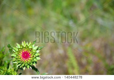 Spiny Prickly Musk Thistle Flower Plant with Shallow Focus