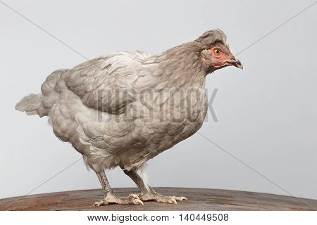 Gray Chicken Standing on Wood floor and Curious Looks Isolated White Background in Profile view