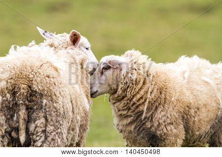on the field is there an sheep stay around and eat the grass