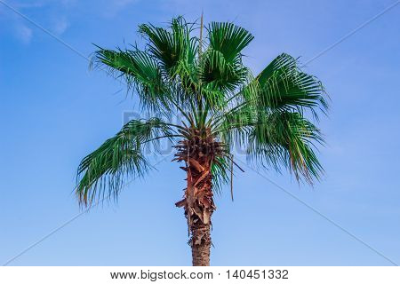 Palm trees with the clouds and the sky.