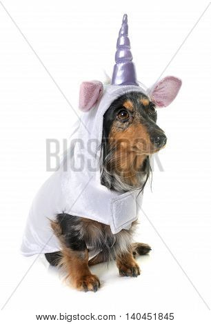 unicorn dachshund in front of white background