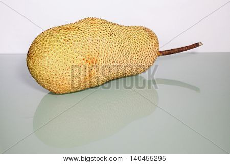 Unripe Artocarpus Integer or known as breadfruit or jackfruit