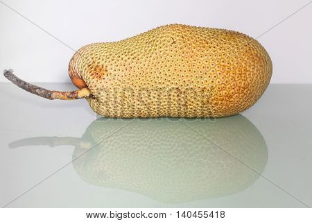 Unripe Artocarpus Integer or known as breadfruit or jackfruit