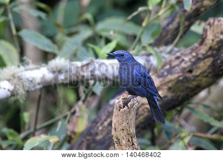 Blue bird, Blue Rock Thrush (Monticola solitarius) standing on the log
