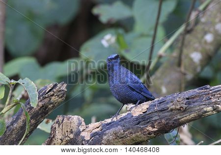 Blue bird, Blue Rock Thrush (Monticola solitarius) standing on the log