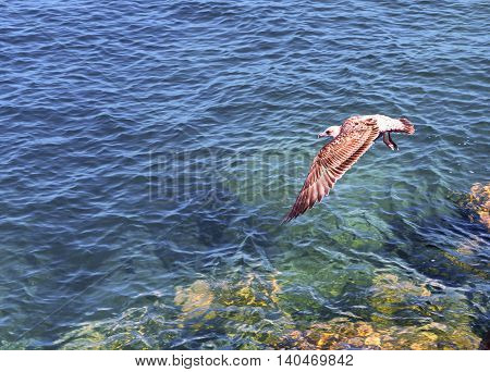 Bird. View of flying gull bird under sunlight. Awesome gull bird. Bird with amazing wings. Gull bird. 