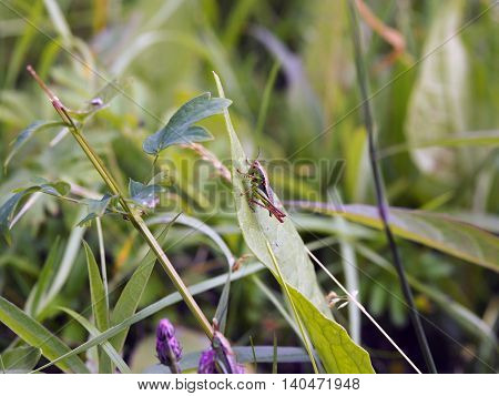 The locust is going to jump with a huge green leaf (Yakutia)