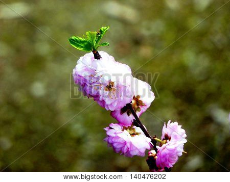The first flower of the spring is blooming