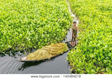 Farmer Is Picking Water Lily