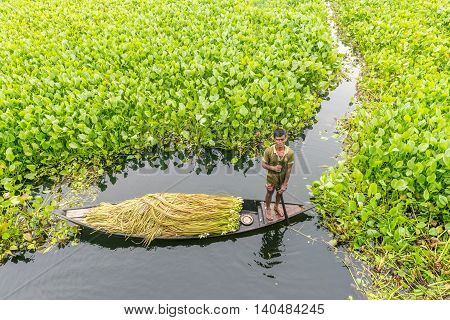 Farmer Is Picking Water Lily