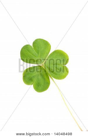Grand pétale 3 trèfles à quatre feuilles