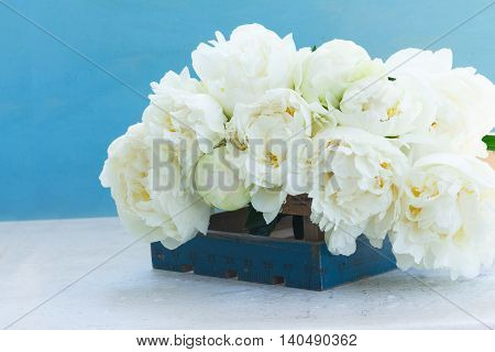 White fresh bloomig peony flowers close up on blue background