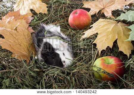 Guinea pig outdoors in hay and leaves