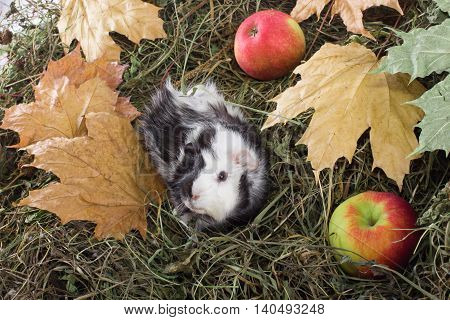 Guinea pig outdoors in hay and leaves