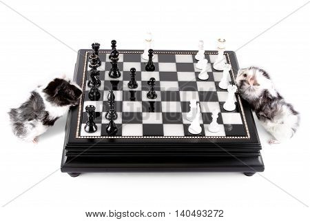 Two little black and white Guinea pigs playing chess