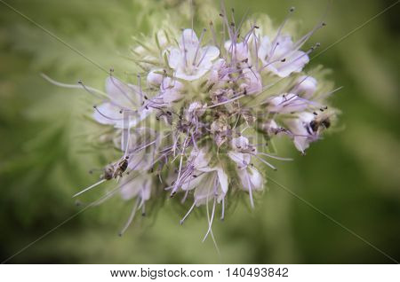 Close-up Of Phacelia Flower  Tanacetifolia And Humble Bee Collects Nectar
