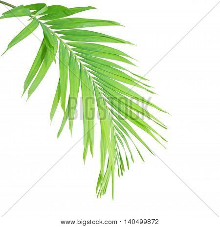 Green palm leaf isolated on white background