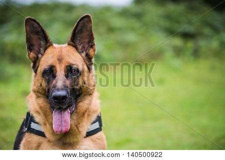 German Shepherd Close View On Face