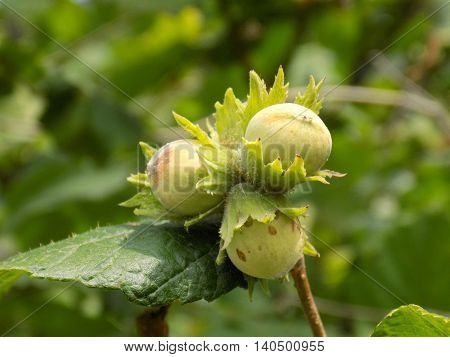 Immature hazelnuts on tree in forest in wild nature