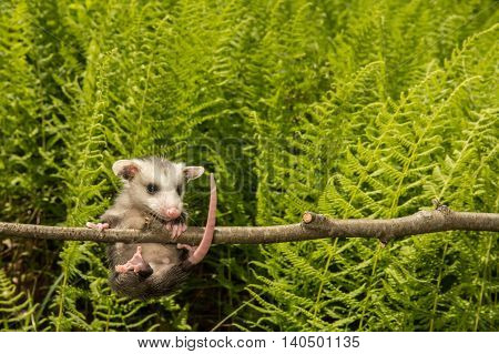 A baby Opossum hanging from a branch.
