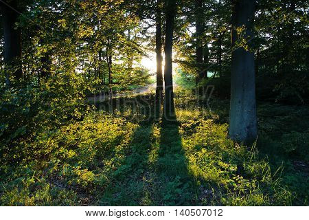 Trees making shadows in the forest at sunset