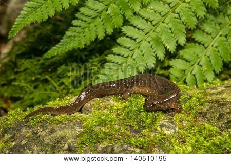 A northern Dusky Salamander crawling over a mossy stone in the wild.