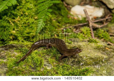 A northern Dusky Salamander crawling over a mossy stone in the wild.