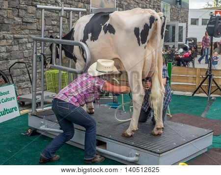 CALGARY, CANADA - JULY 8: Cow milking demonstration at the Calgary Stampede at sunset on July 8, 2016 in Calgary, Alberta. The Calgary Stampede is often called the greatest outdoor show on Earth.