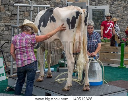 CALGARY, CANADA - JULY 8: Cow milking demonstration at the Calgary Stampede at sunset on July 8, 2016 in Calgary, Alberta. The Calgary Stampede is often called the greatest outdoor show on Earth.