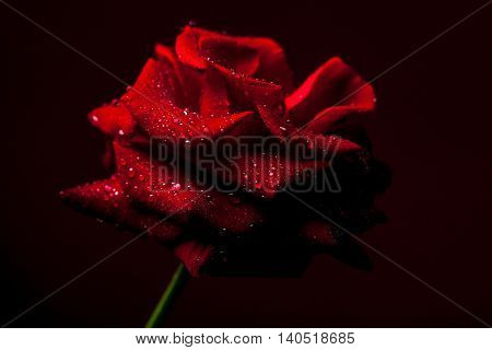 Fresh red rose flower with soft petals on drak background closeup