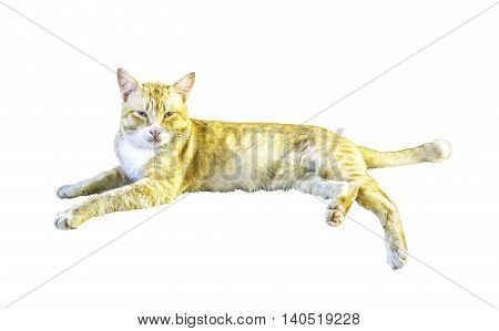 Cat isolated on white background with clipping path