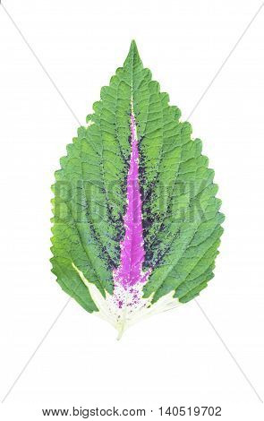Leaf isolated on white background with clipping path