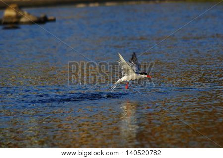 Bird coming out of the water in a pond in Sardinia near Olbia.