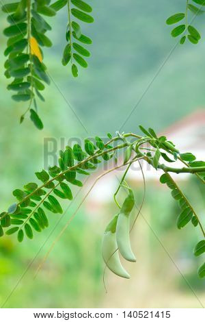 Vegetable Humming Bird (Sesban or Agasta) on plant.