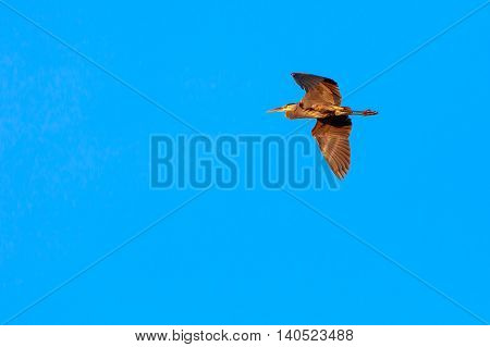 Great Blue Heron flying in a clear blue sky