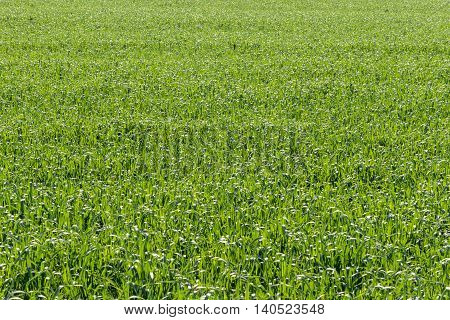 Corn, maize, zea mays plant field texture background