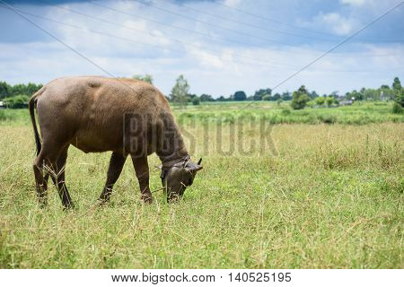 Buffalo Grazing On Green Grass Field.
