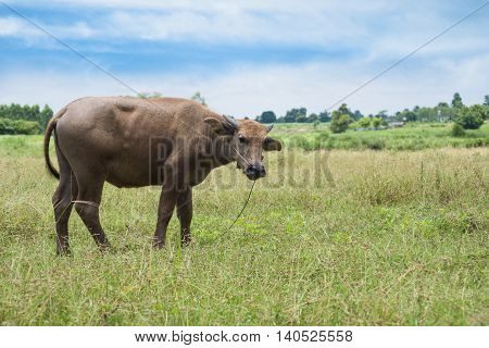Buffalo Grazing On Green Grass Field.