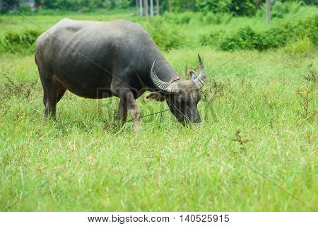 Buffalo Grazing On Green Grass Field.