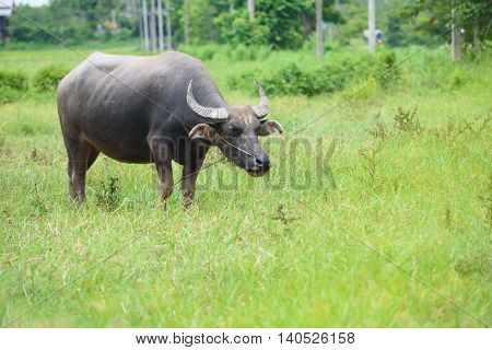 Buffalo Grazing On Green Grass Field.