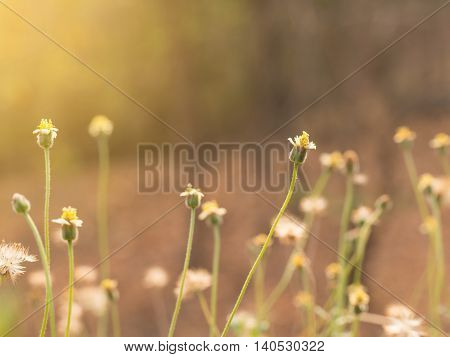Grass flower in nature feild with soft orange color filter made feeling warm in the sunshine day. (selective focus)