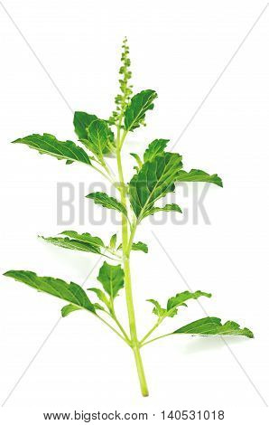 Basil (Ocimum basilicum), also known as Saint Joseph's Wort, is a herb belonging to the mint family Lamiaceae