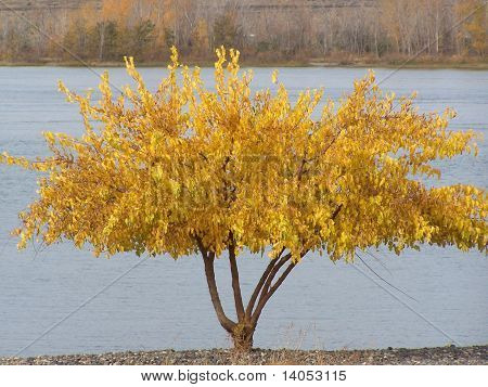 Árbol amarillo