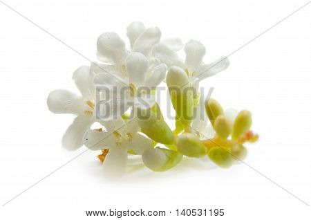 Buddleja, or Buddleia /ˈbʌdliːə commonly known as the butterfly bush is a genus comprising over 100 species of flowering plants endemic to Asia