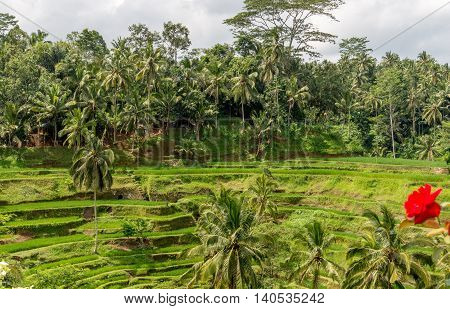 Ubud rice paddy fields in Bali, Indonesia