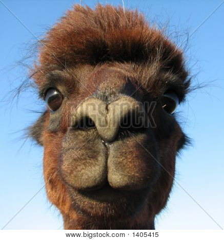 Любопытная(ый), дружелюбная(ый) Альпака