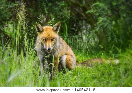 Stunning Male Fox In Long Lush Green Grass Of Summer Field