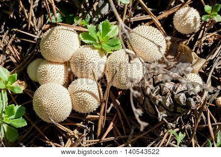 A close-up view showing group Lycoperdon pyriforms mushrooms